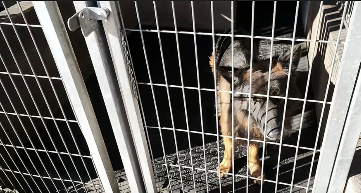 Denuncian el mal estado de los perros del Servicio Cinológico de la Guardia Civil en Madrid