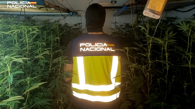 LA POLICÍA NACIONAL DETIENE A UNA PAREJA POR CULTIVAR MÁS DE 400 PLANTAS DE MARIHUANA EN UNA VIVIENDA